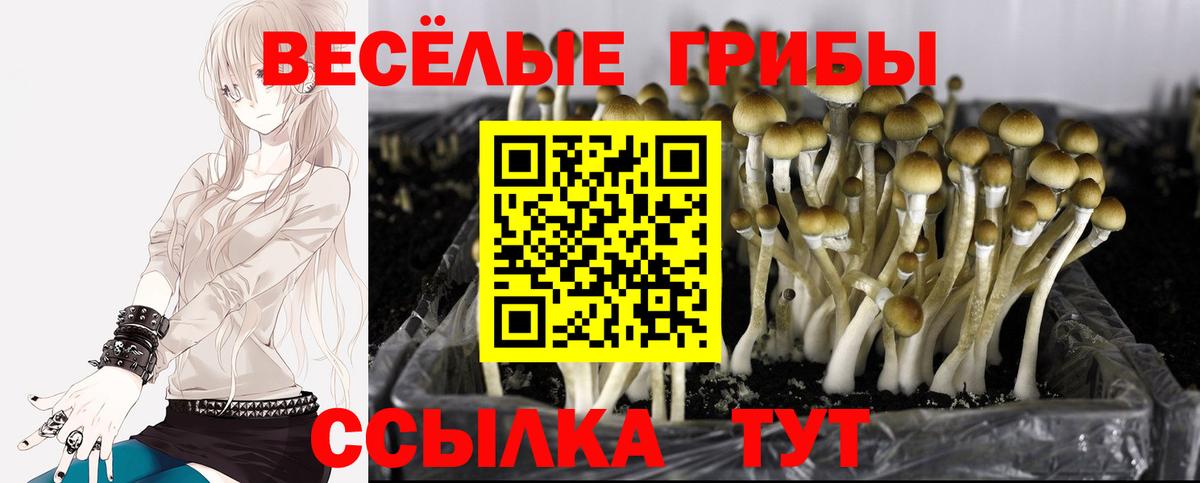 Галлюциногенные грибы мицелий  купить закладку  Морозовск  Вход с VPN 